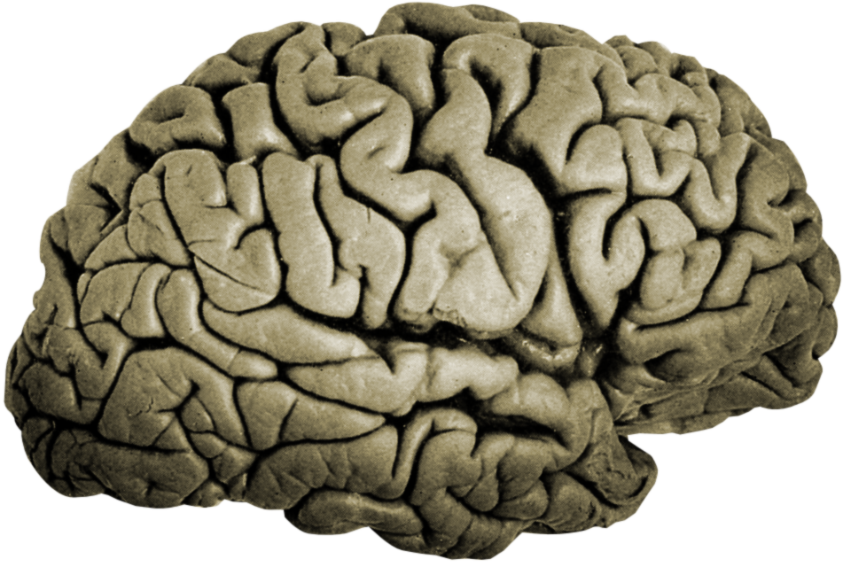 Brain — Symbol Icon
